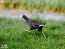 Moorhen – Kokoszka